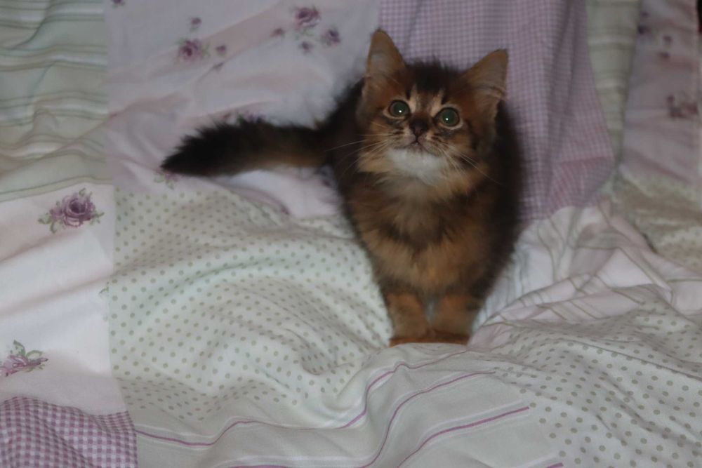 Сомалийский котик дикий окрас.