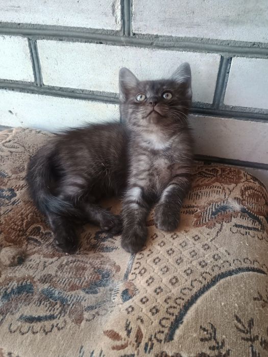 (Безкоштовно) в люблячу родину