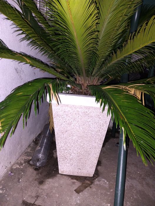 Palmeira de jardim