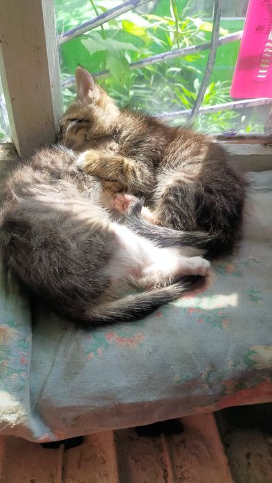 Котята в добрые руки