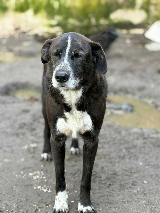Cao para adoçao (Nero)