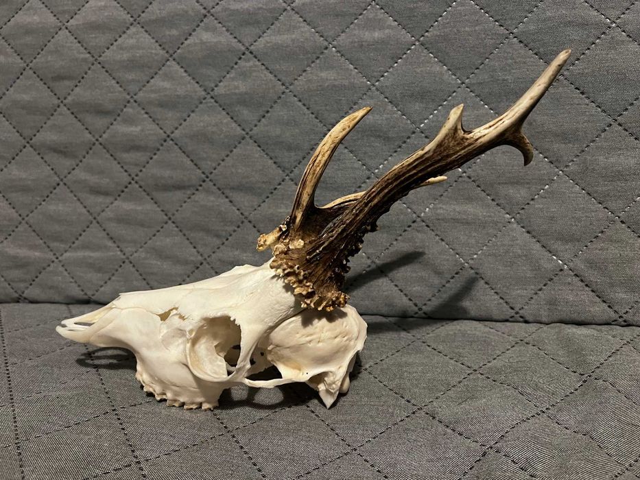 Parostki - Sarna - Kozioł myłkus  - ciekawe