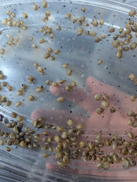 Helix Aspersa Muller мальок равликів (Fastsnailfarm)