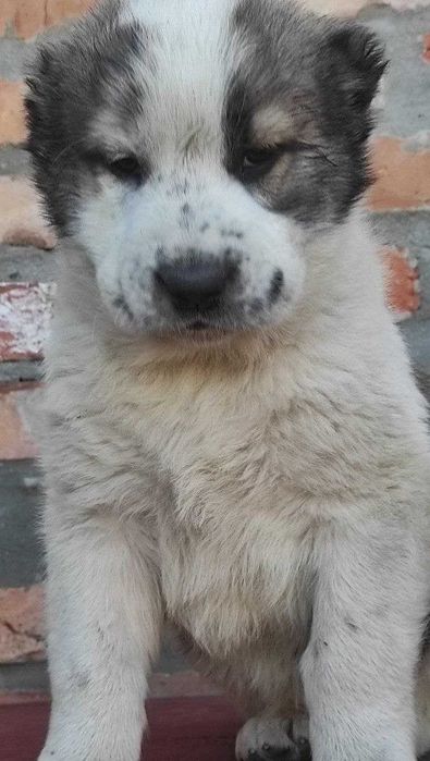 Продам цуценят алабая!