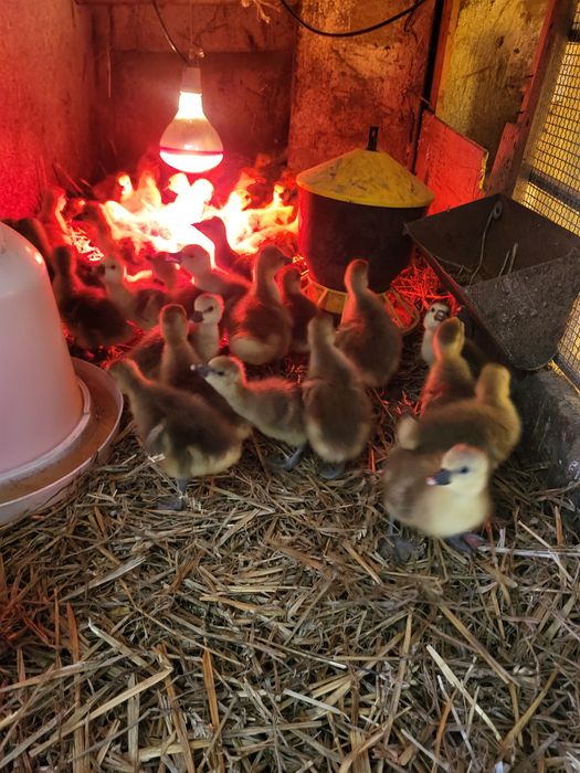 Piskleta gęsi landes białe perliczki brojler kaczki mulard