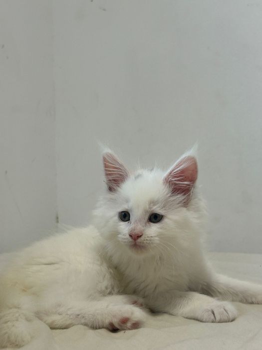 Linda gatinha branca  Maine Coon