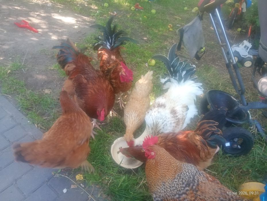 Koguty z tego roku i kaczki biegusy