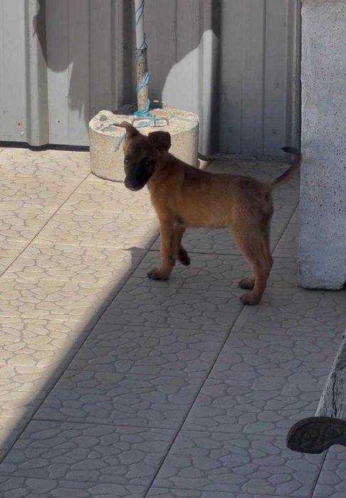 Cão de trabalho, lindo exemplar