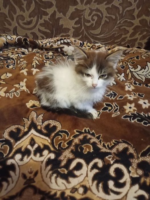 Котик в добрі руки