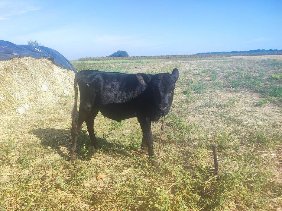 Продам чорну теличку (4 місяці) від гарної молочної корови