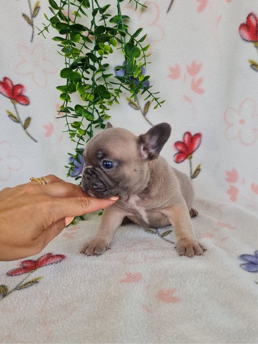Excelente menina Bulldog Frances de Qualidade