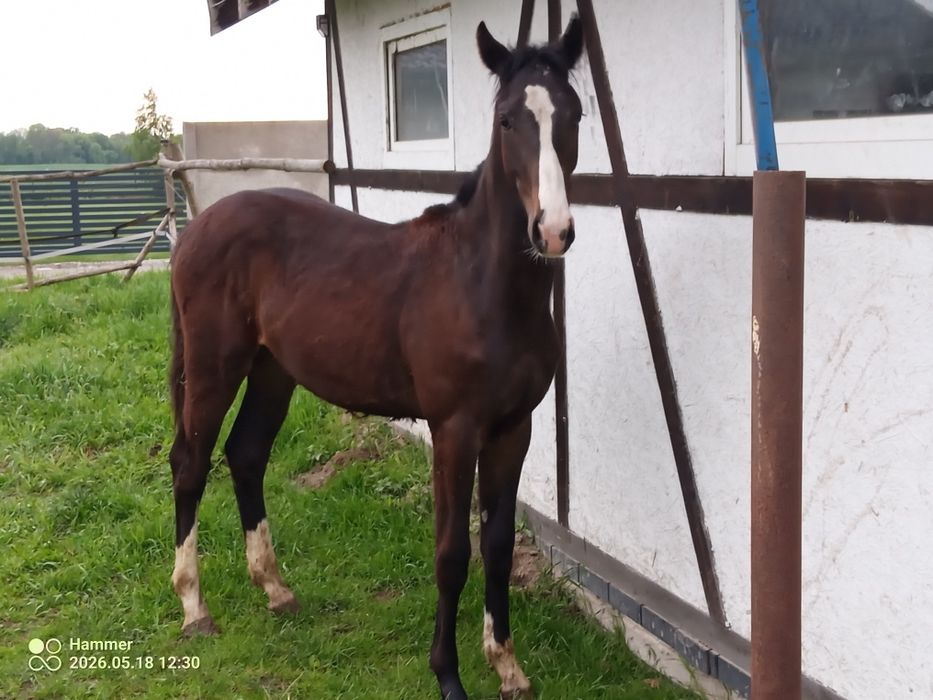 Sprzedam ogierka.
