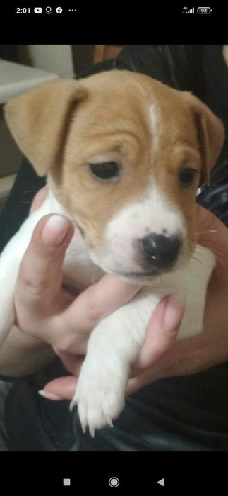 Джек Рассел тер'єр