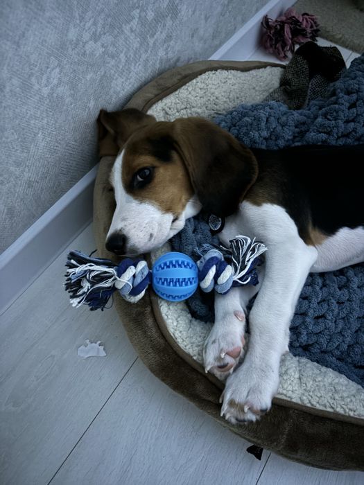 Бігль для вʼязки