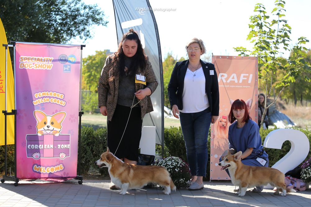 Неймовірні новорічні коргі_Гноми