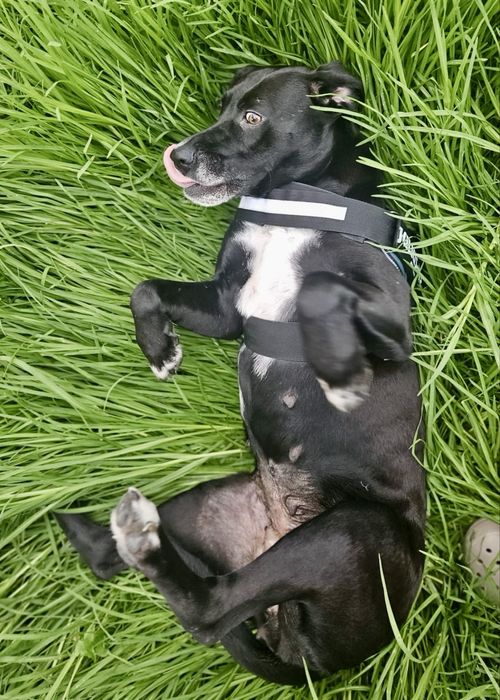 Cadela para adoção responsável