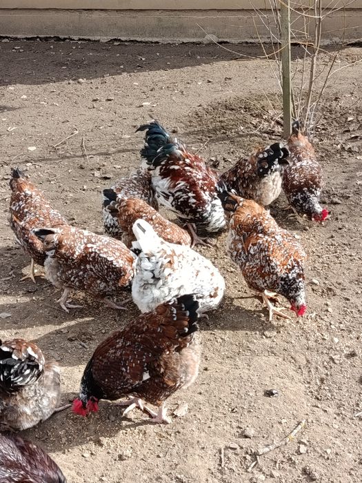 Інкубаційне яйце породи Лівенська Ситцева