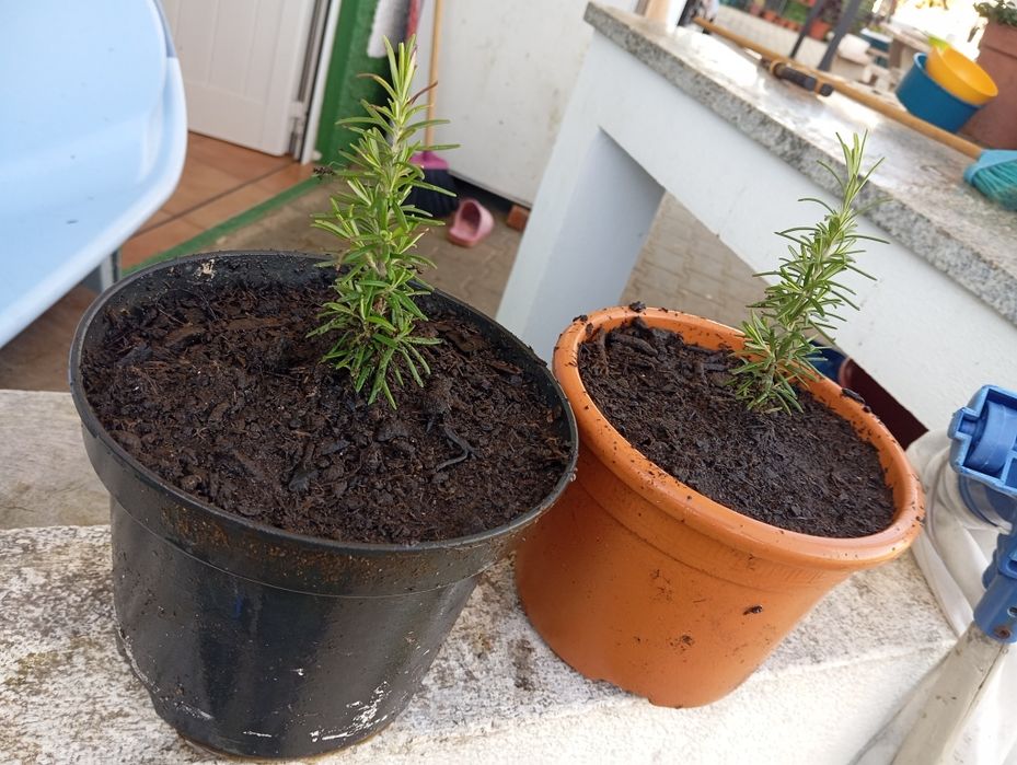 Mudas de alecrim em vaso - bem enraizadas