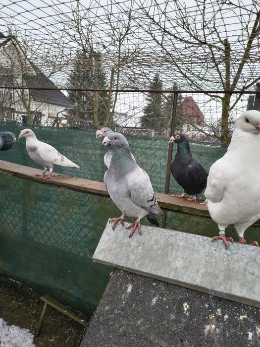 Gołębie staropolskie