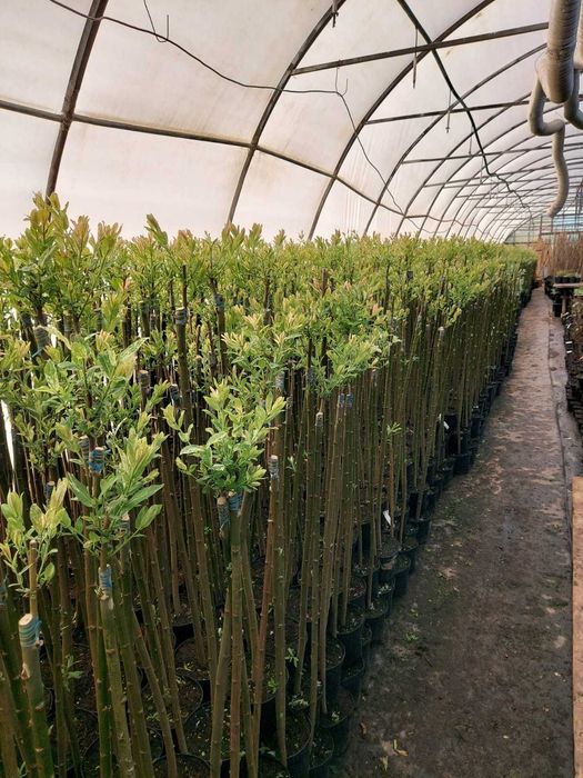 Wierzba Mount Aso, hakuro Nishiki Helvetica Iona