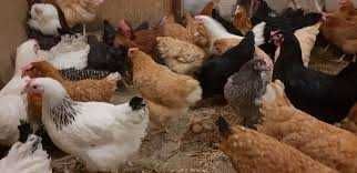 Kury kurki kurczęta kokoszki młode z jajkami.Dowóz Gratis.Zdrowe kury