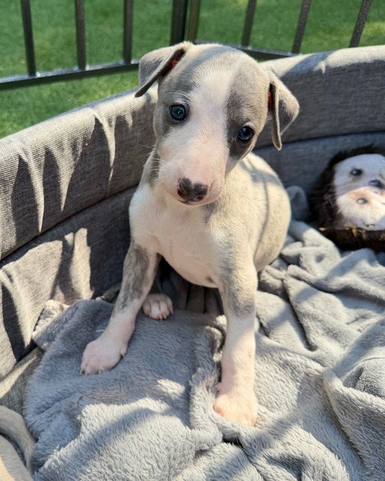 Whippet chłopiec