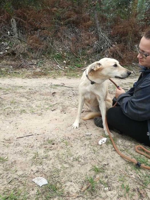 Cadela Porte Médio Para Adoção (Bonnie)