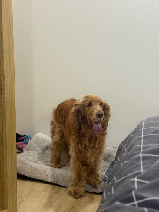 Cocker para adoção responsável