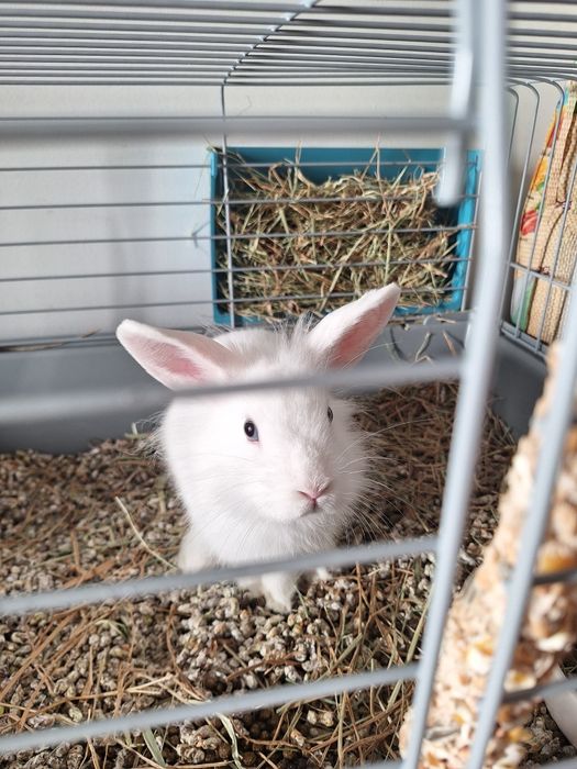 DOU Coelhinho Anão bebé para adopção  responsável