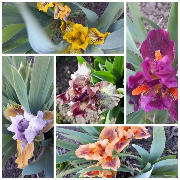Іриси карликові та високі