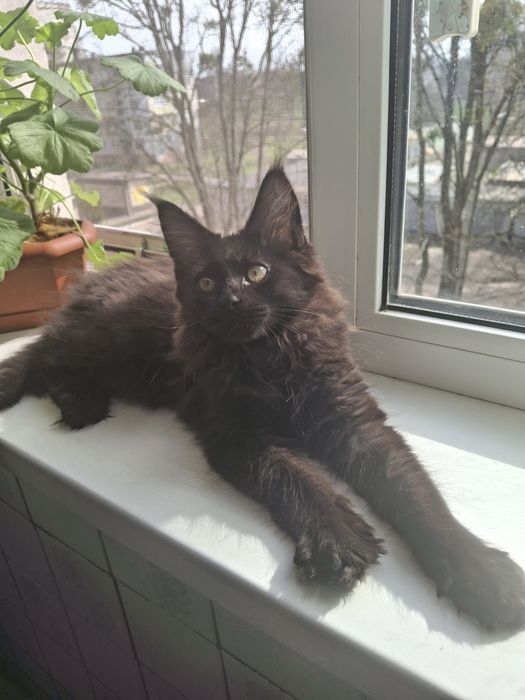 Велика дівчинка Мейн Кун чорний дим