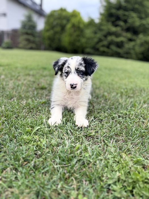 Border Collie Suczka Blue Merle