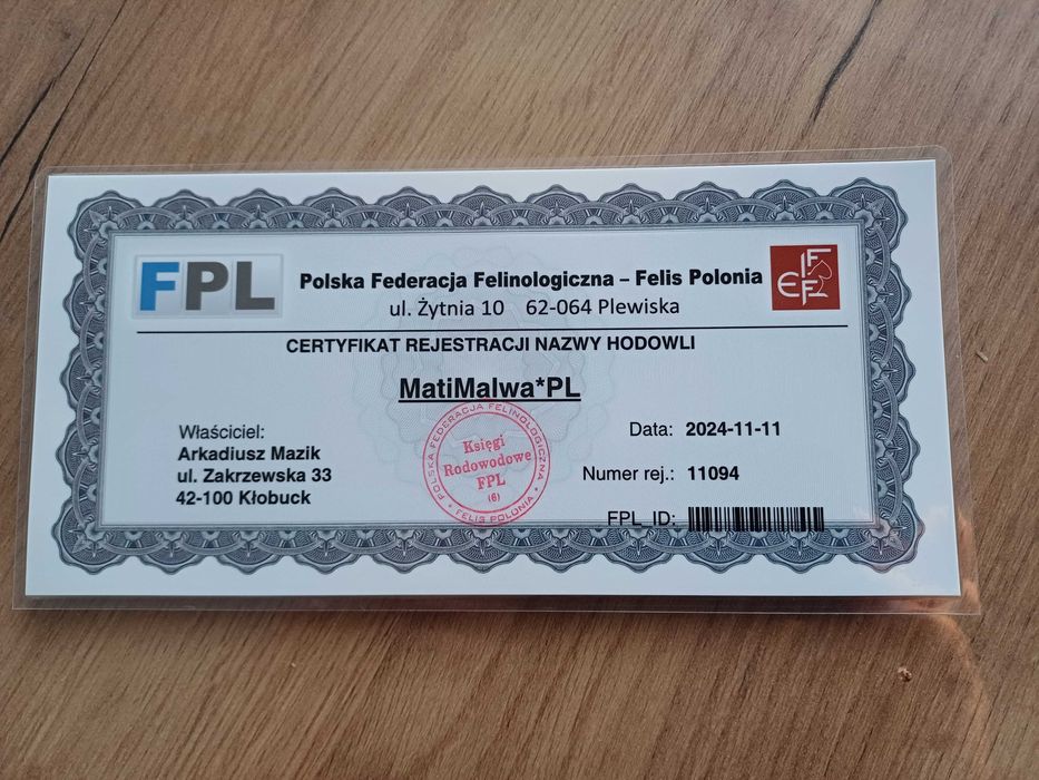 CORNISH REX - Dostępna kotka o imieniu CARMEN Hodowla: MatiMalwa*PL