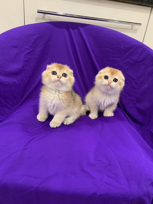 Класнючий мачо ! Вязка