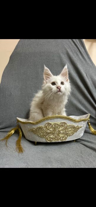 Maine Coon kocur ds12