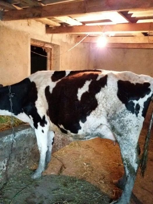 Продам коров на хозяйство