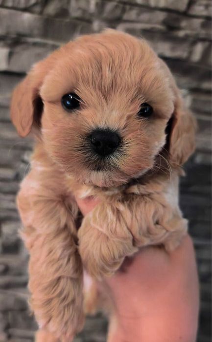 Mini Maltipoo Gwarancja szkolenia badania genetyczne wyprawka rodowod