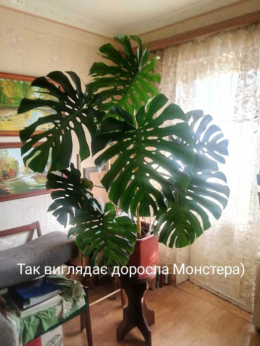 Монстера Прекрасна