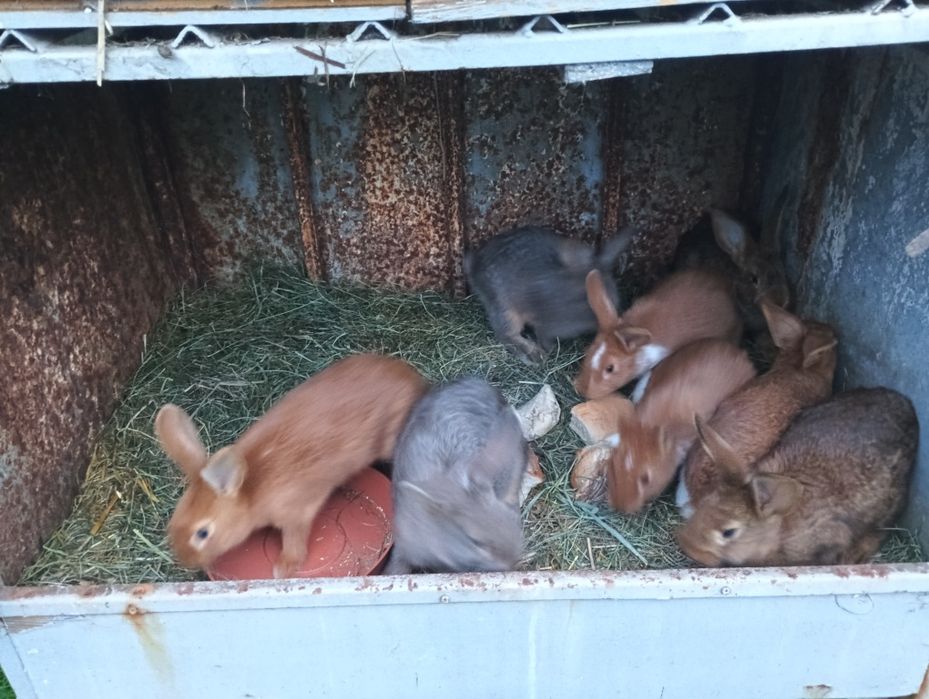 Młode króliki mieszańce
