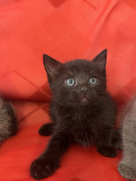 Маленький котенок мальчик в добрые руки