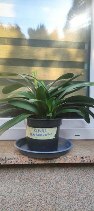 Kwiatek kliwia pomarańczowa