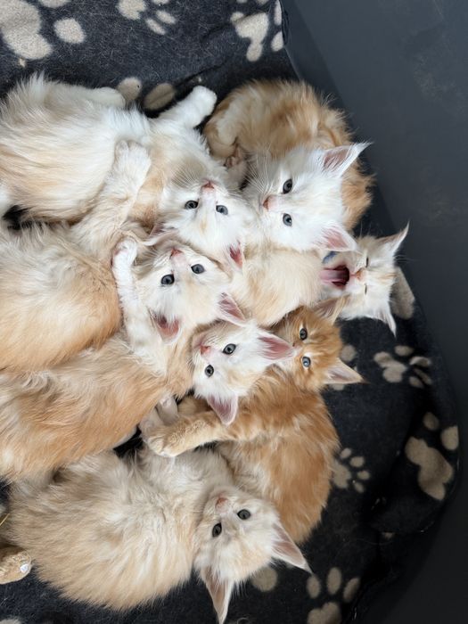 Кошкнята мейн кун