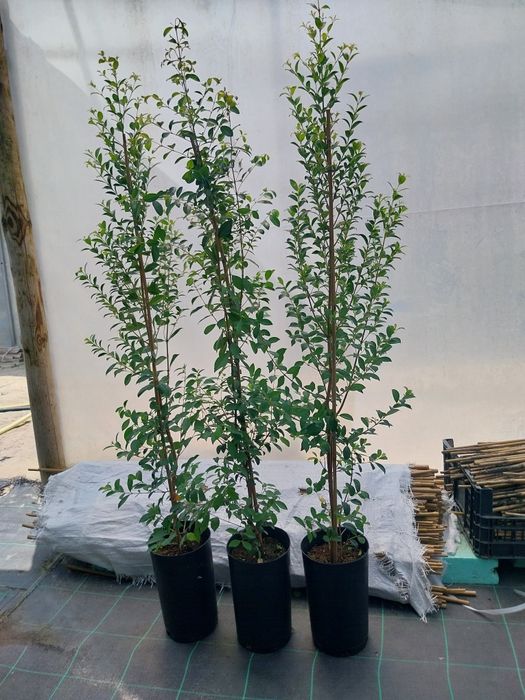 Eugénias Myrtifolia