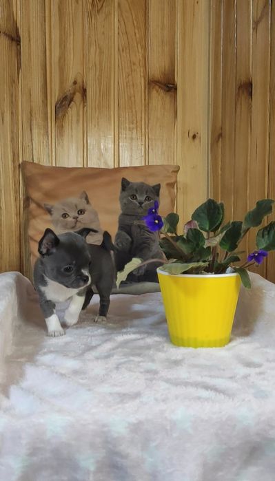 Пропоную дівчинку  чіхуахуа