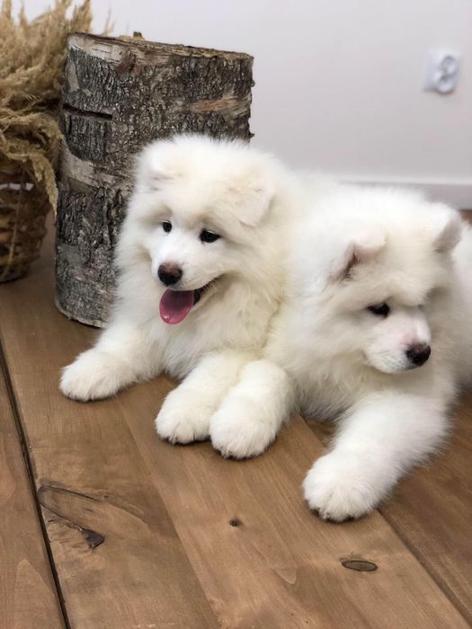 Samoyed Piesek….