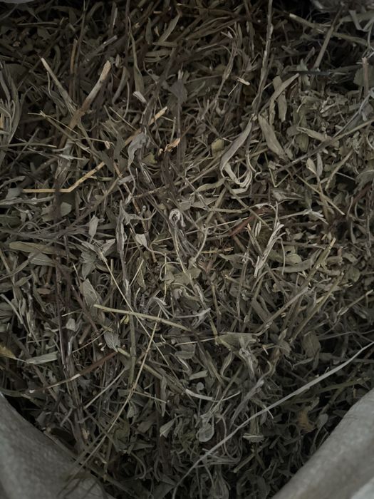 Шавлія, Шалфей сушений