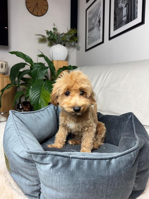 maltipoo suczka gotowa