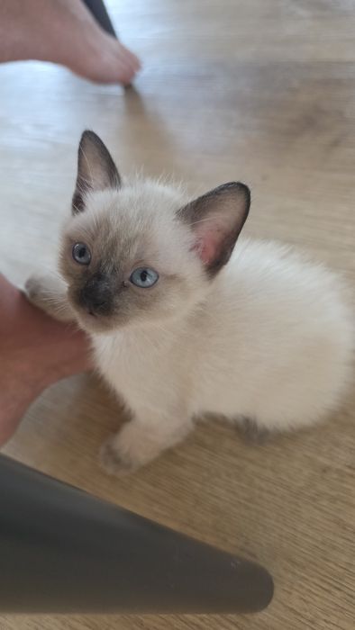 Gatinhos para dar