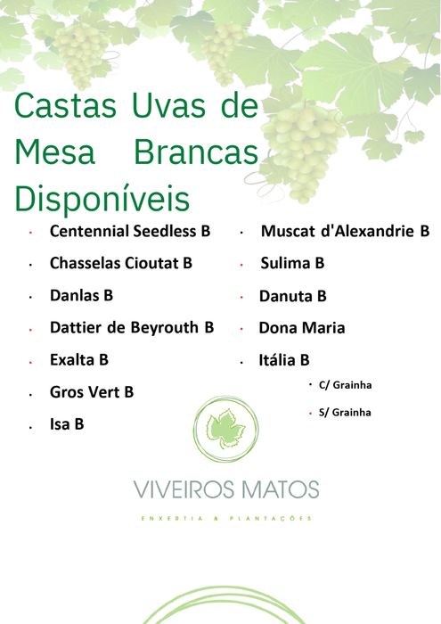 Videiras Enxertadas Uvas de Mesa