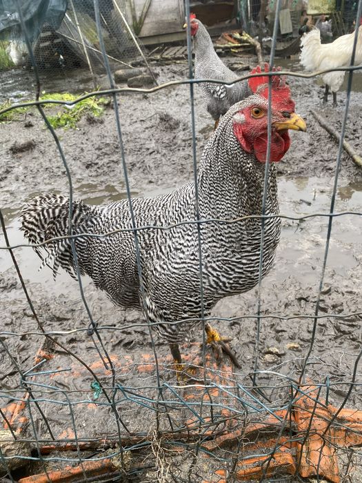 Galo plymouth rock  barrado 10 meses